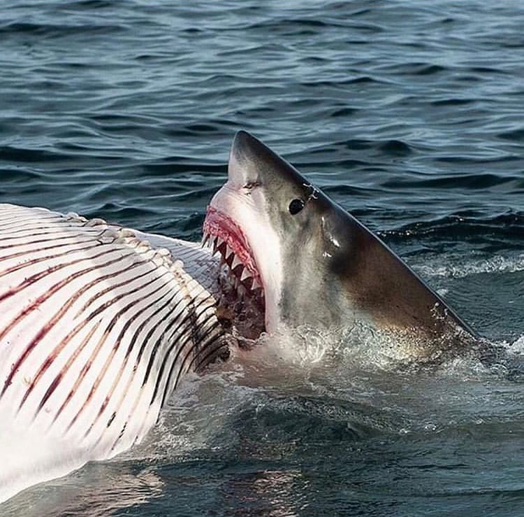 Whale carcass