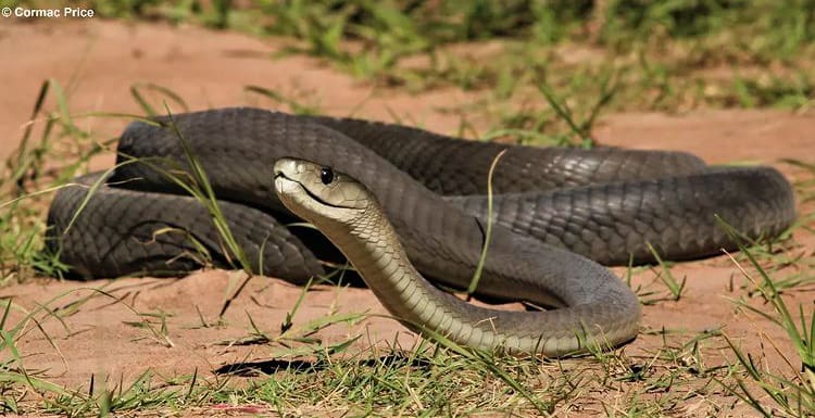 Black mamba on a sandy bank
