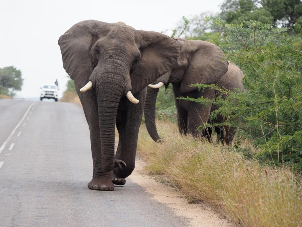 Trailblazers - 11 elephants walk across 3 countries to Kruger National Park