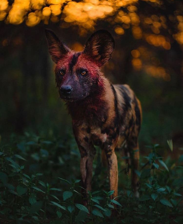 Painted dog with a bloody face emerges from the bushes