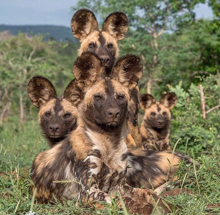 A pack of wild dogs sitting together
