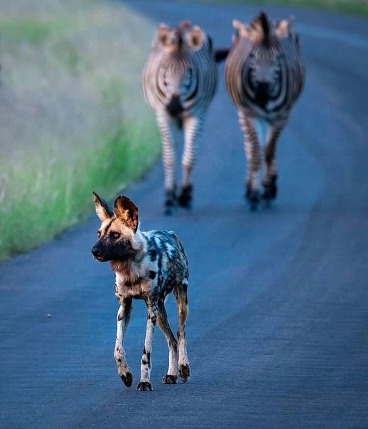 African wild dog running away from 2 zebra