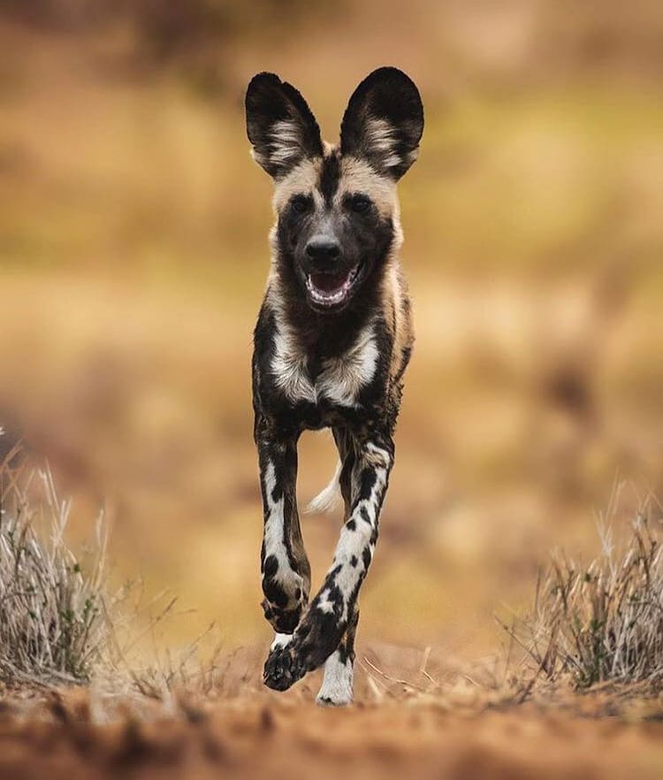 african wild dog