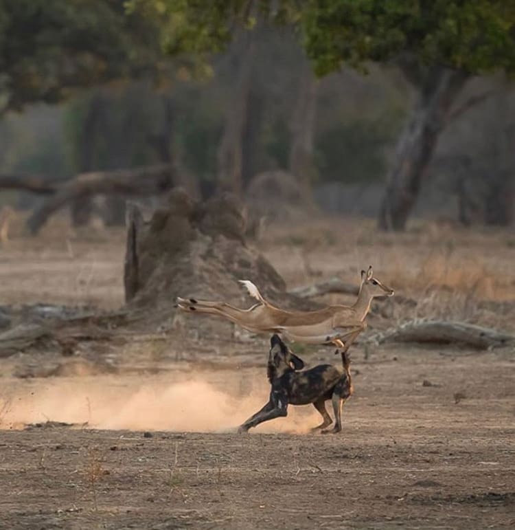 An impala leaps over an African wild dog in Mana Pools National Park