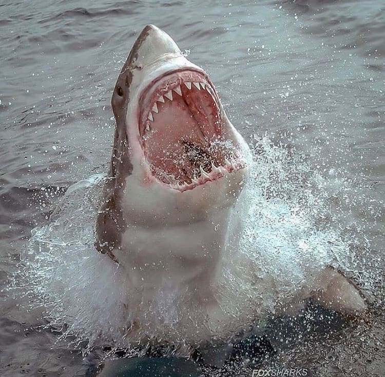 great white shark shows its teeth as it breaches the water