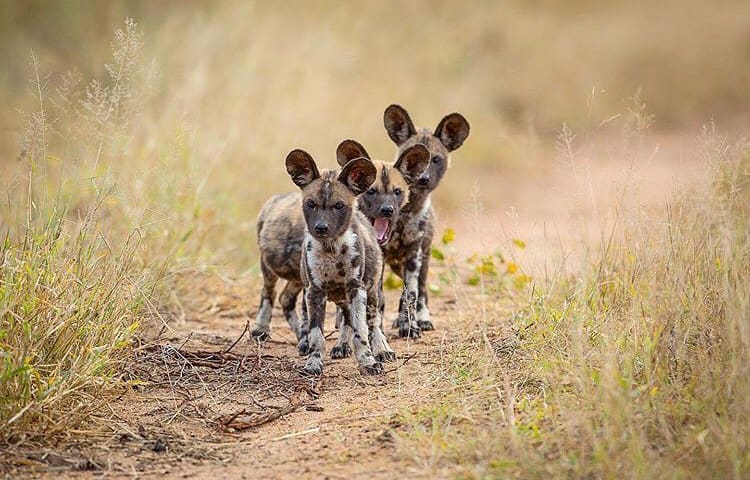 Painted dog pups in Londolozi Game Reserve
