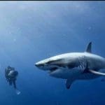 Get To Know The Great White Shark