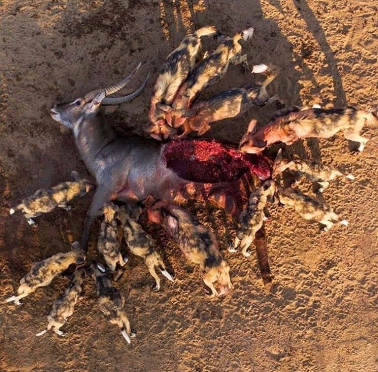 Aerial view of wild dogs feeding on a waterbuck
