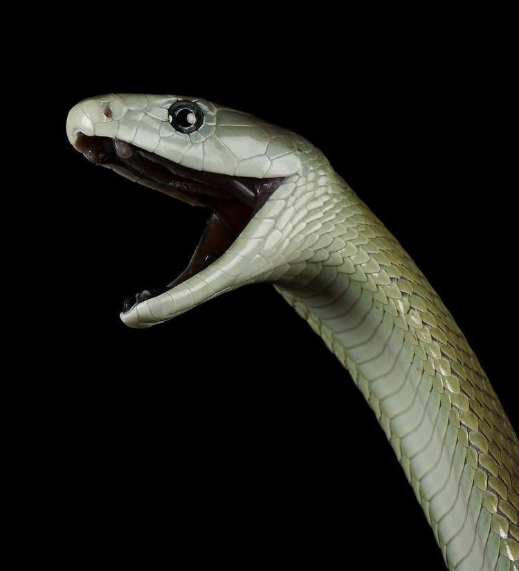 Black mamba open mouth pose