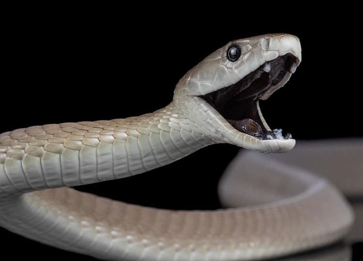 Black mamba showing off its black mouth