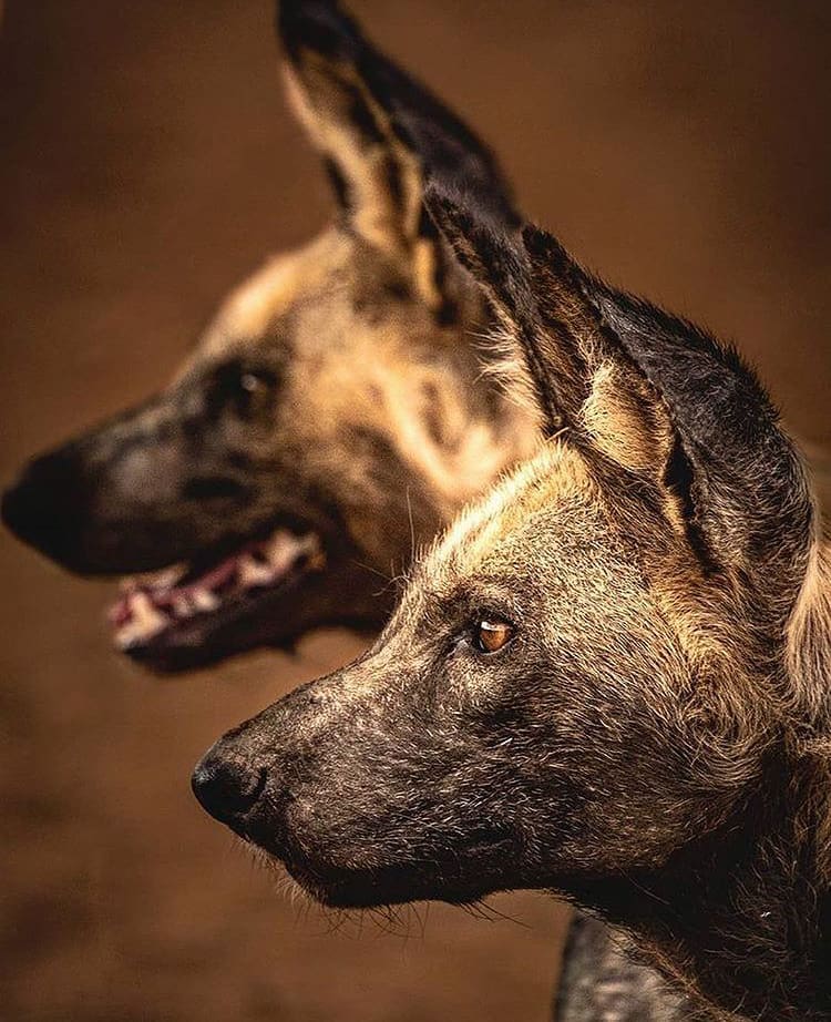 close up image of two wild dogs of africa