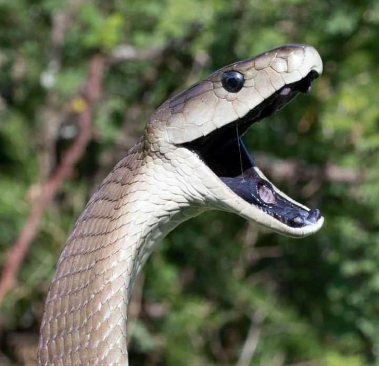 Black mamba threatening pose with open mouth