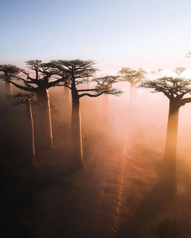Baobab tree forest at sunrise - The top national parks of madagascar