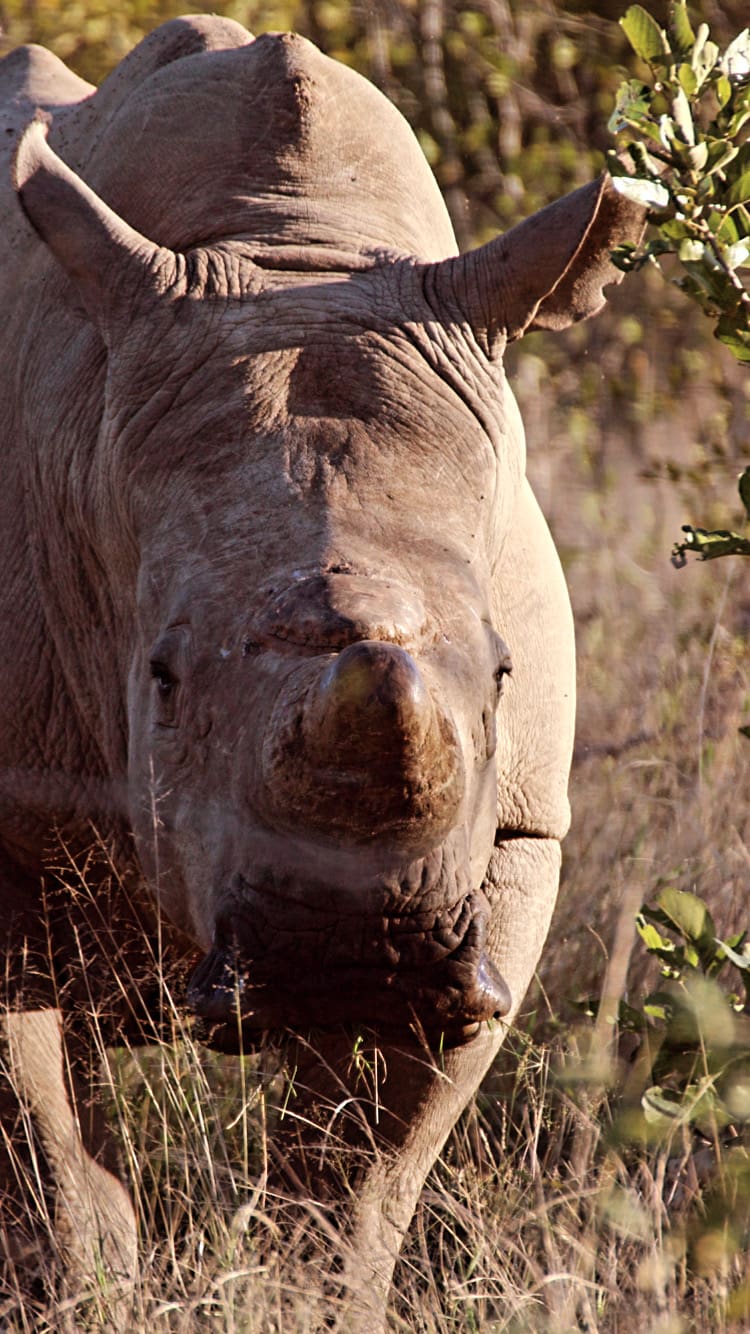 Whie rhino in the savanna