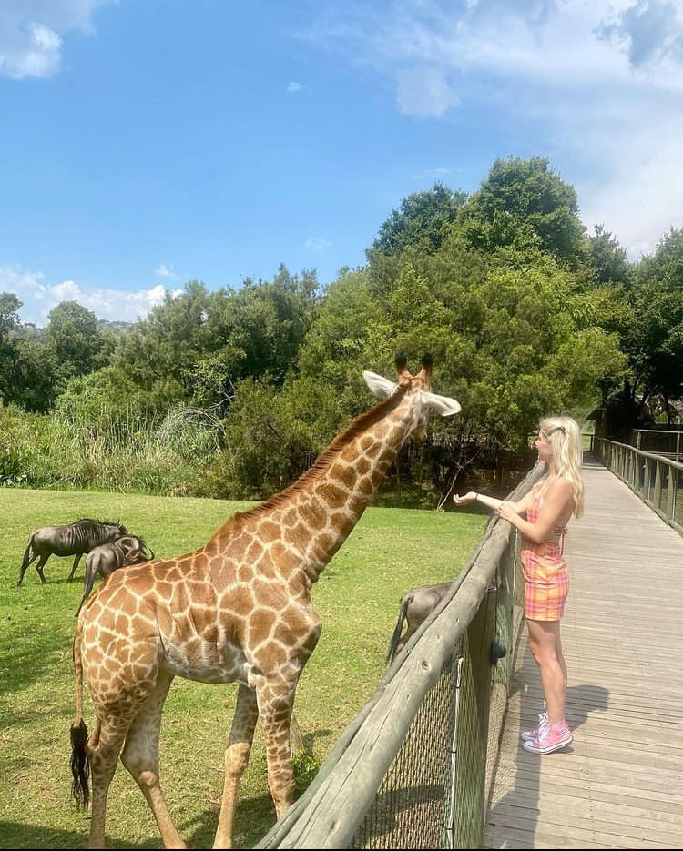 Hand-feeding a giraffe at the Lion and Safari Park