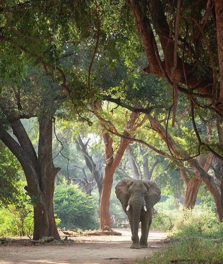 A lone elephant walks through a forest in Kruger National Park - The Weather in South Africa