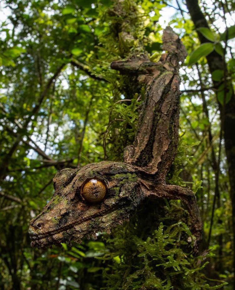 Closeup of a mossy leaf-tailed gecko - The best national parks of madagascar