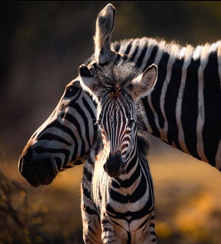 A closeup of a newborn zebra calf and its mother - Is It Safe to Visit South Africa In 2022?