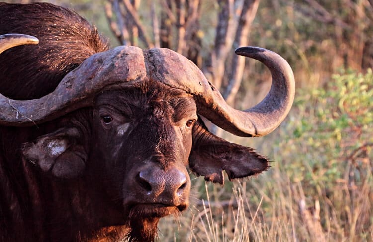 Buffalo at Pondoro Game Lodge