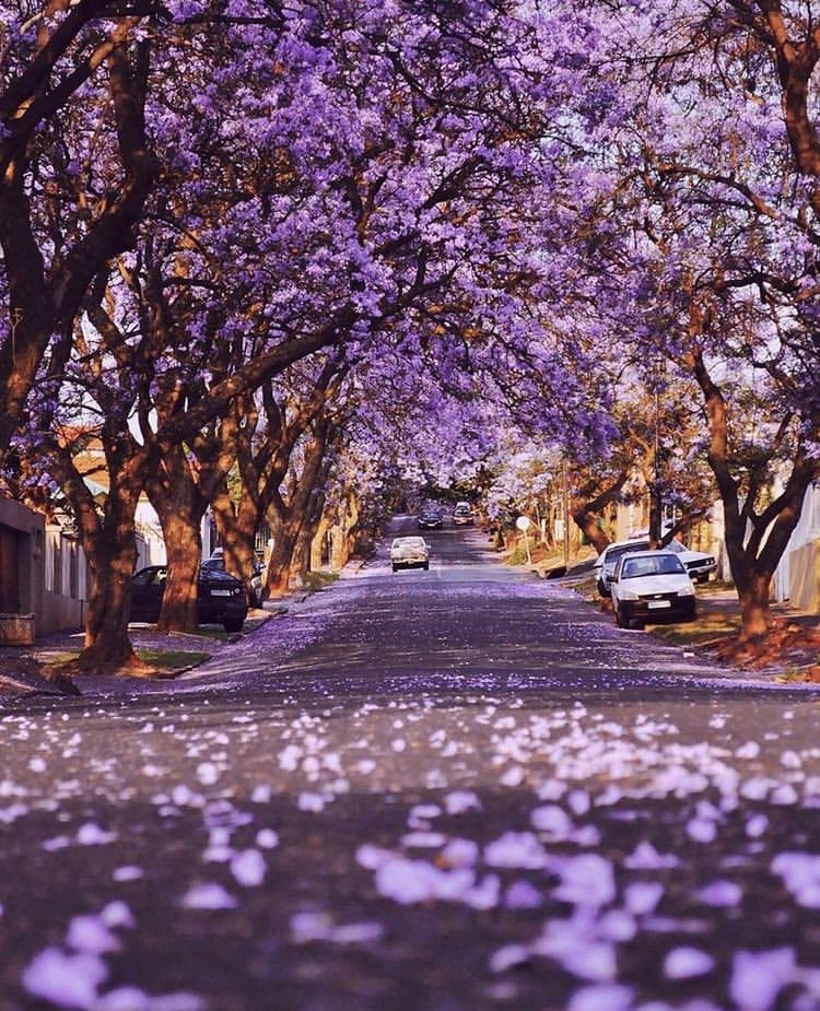 Purple Jacaranda trees along the side of the street in South Africa