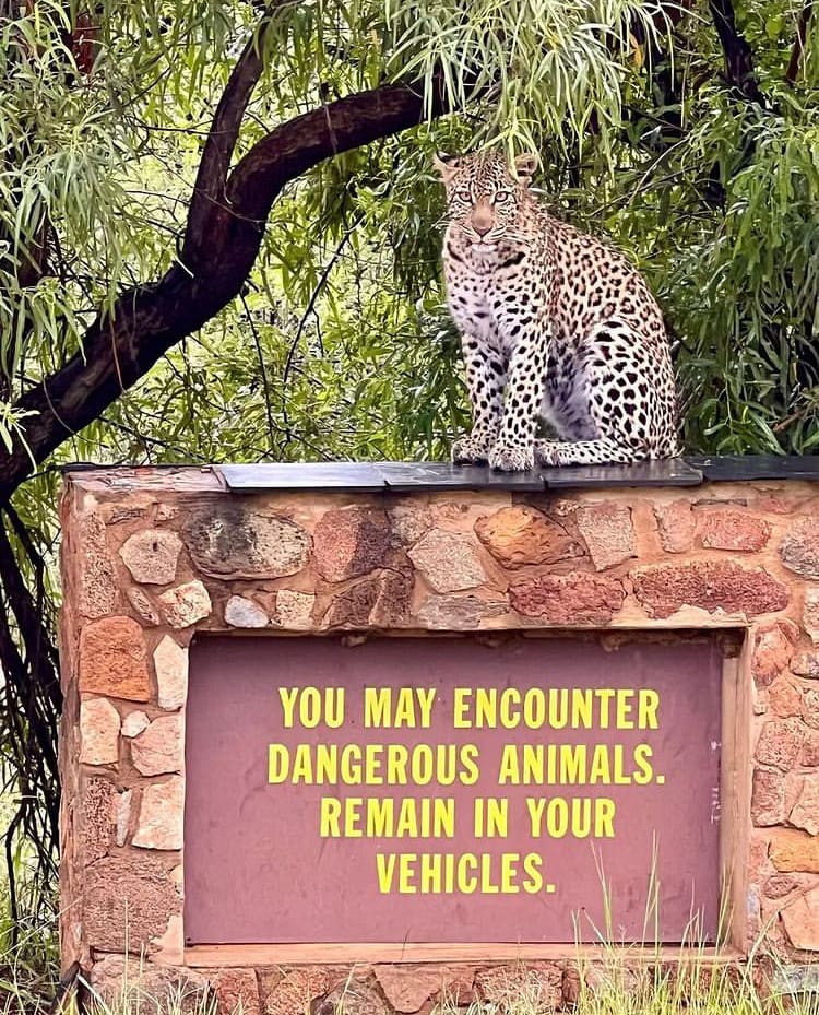Leopard sitting on a warning sign on Pilanesberg National Park