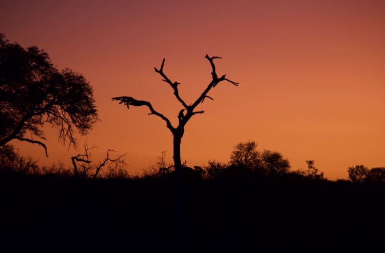 Dead tree silhouette in Greater Kruger National Park