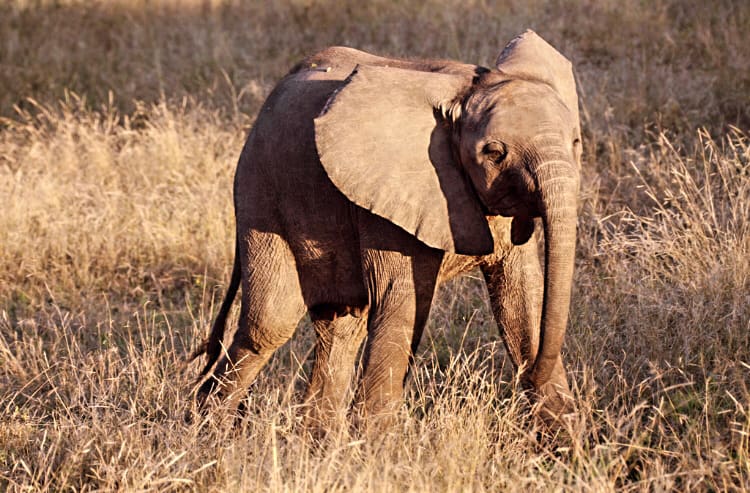 A playful baby elephant walks through the grass