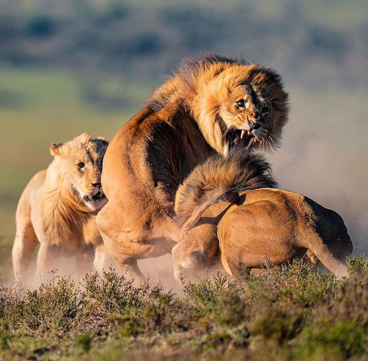 Male lions engage in a savage fight in Shamwari Game Reserve