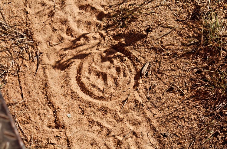 Leopard tracks on a dirt road in Balule Game Reserve