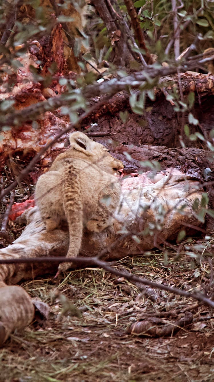 A lion cub feeds on a giraffe carcass