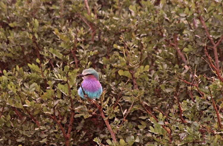 Lilac-breasted roller in Pondoro Game Lodge