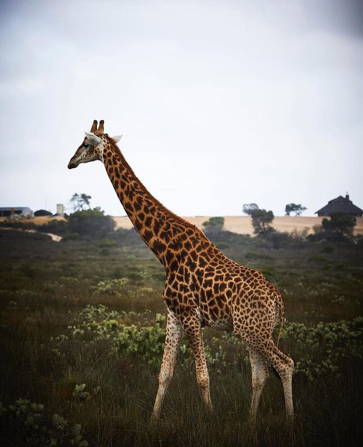 A giraffe walking through the green woodland in Buffelsfontein Game Reserve