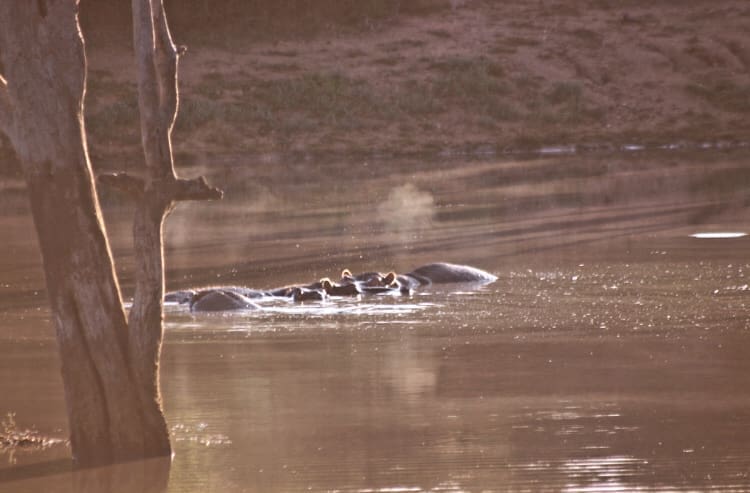 Hippos blowing steam out of the water