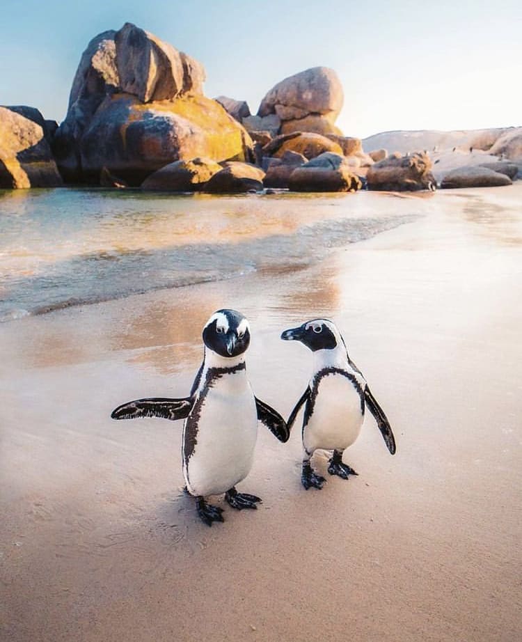 A pair of African penguins at Boulders beach in Cape Town - The Weather in South Africa