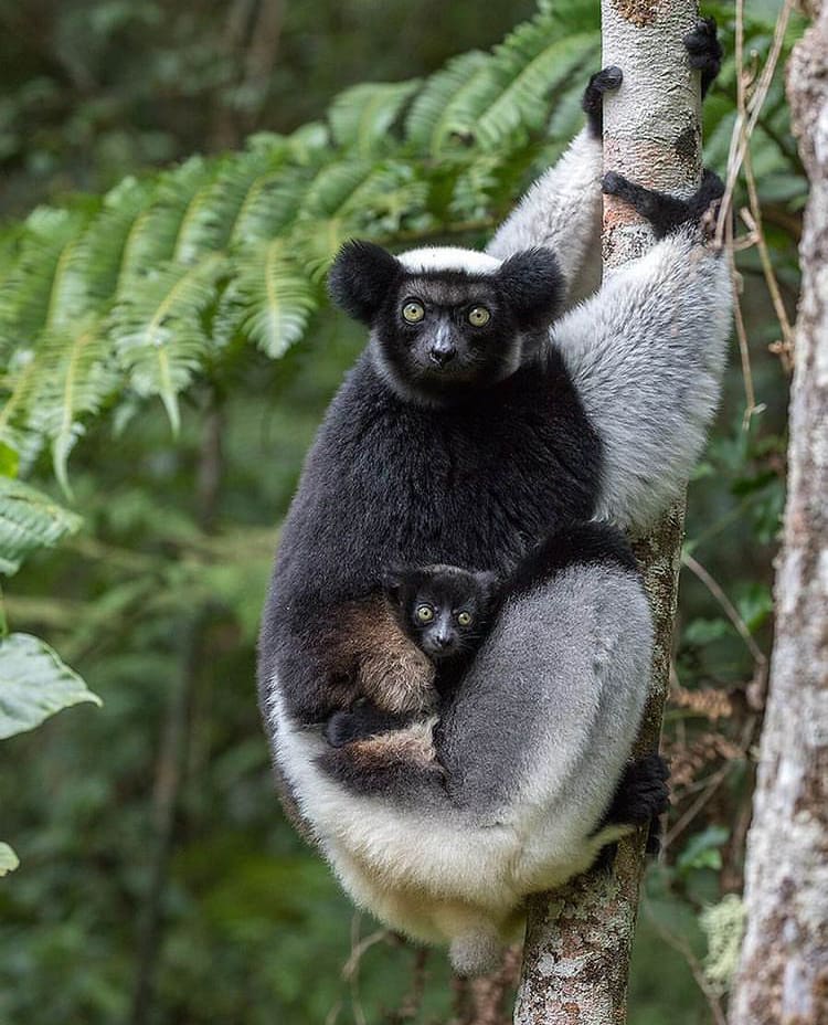 A lemur mother and baby clutching a tree - The top national parks of Madagascar