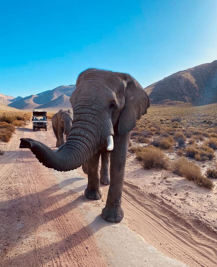 A large elephant reaches its trunk out towards a safari vehicle - The best places for a safari near cape town