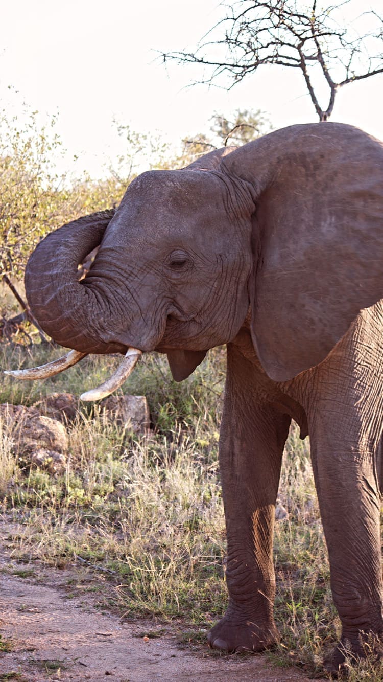 An elephant in the road in Balule Game Reserve