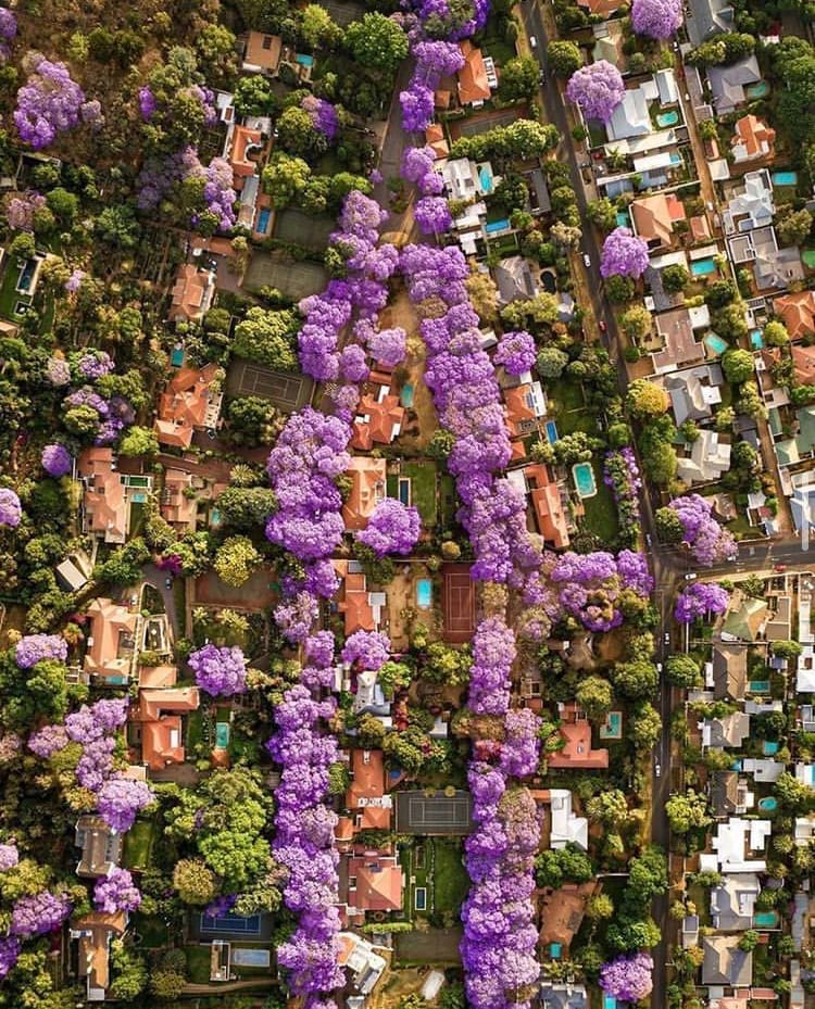 jacaranda trees - the best things to do in johannesburg south africa