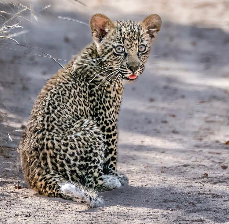 A young leopard cub stops in the road to look back at the camera 