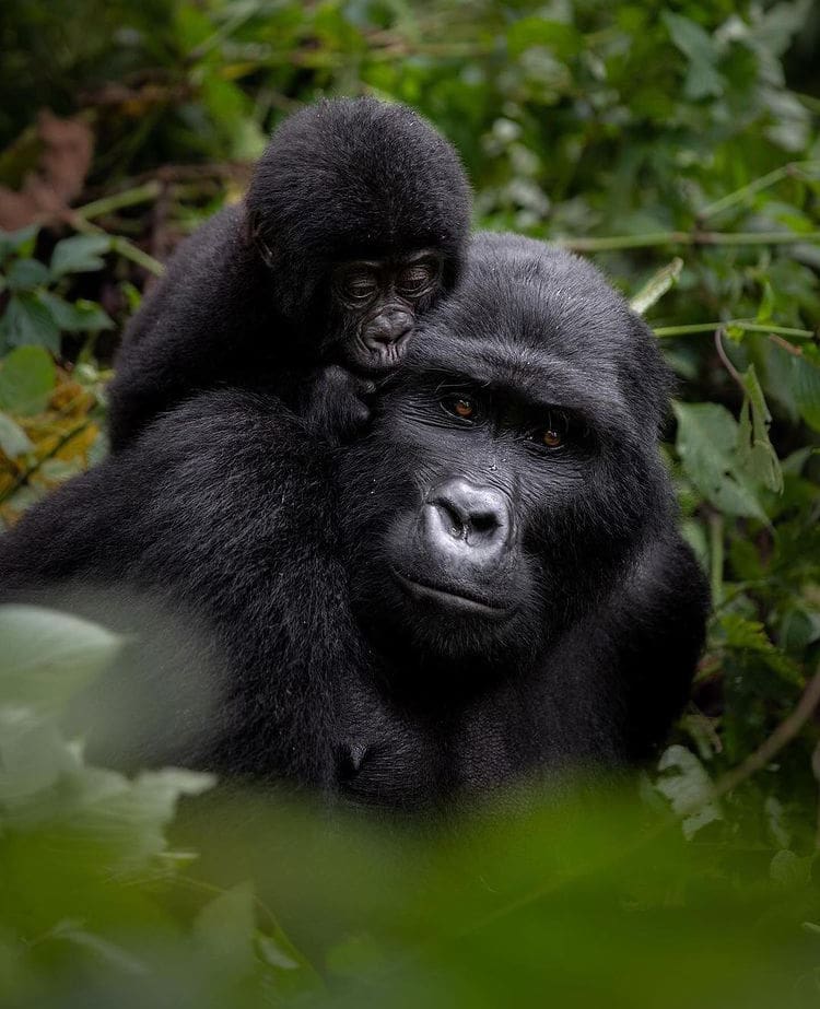 A baby gorilla cuddling its mother - The 12 Best Places to See Wild Animals In Uganda
