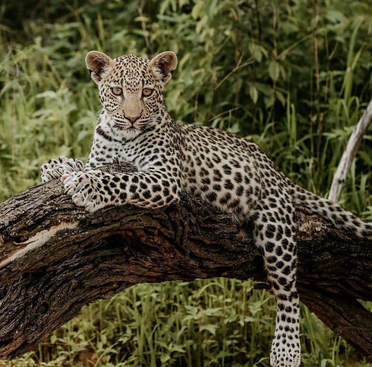 A beautiful young leopard cub rests on a tree branch
