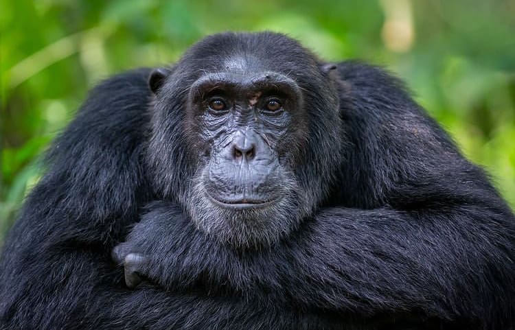 A male gorilla calmly looks into the camera lense - The 12 Best Places to See Wild Animals In Uganda