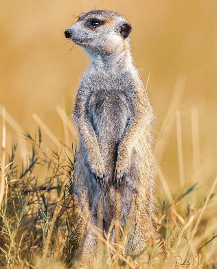 Meerkat standing in the Makgadigadi Pans National Park - The Best Places to Go on Safari in Botswana