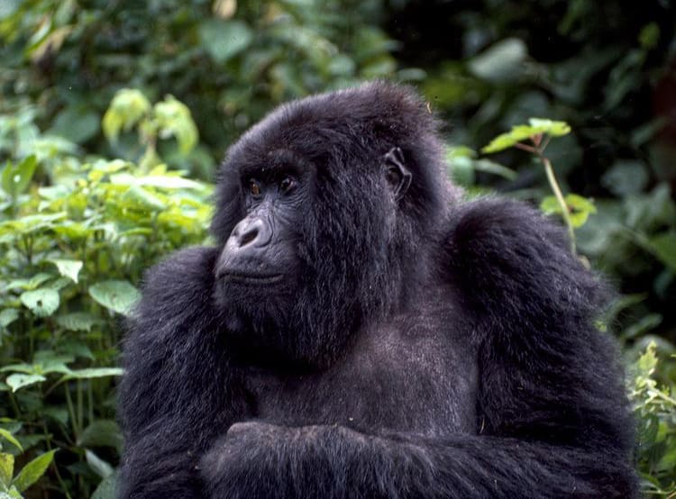 Gorilla in Rwenzori Mountains National Park