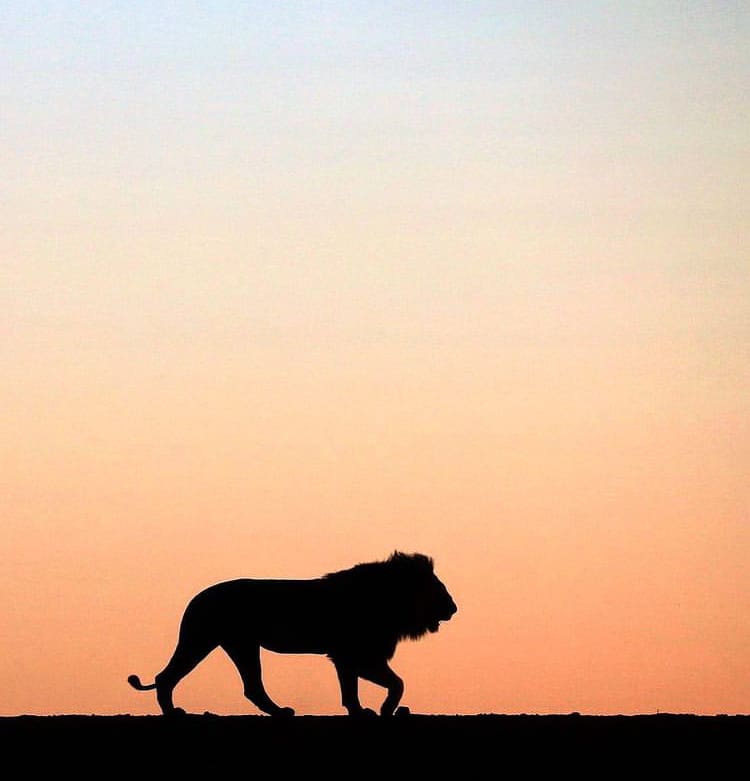 Male lion silhouette at sunset - The Best Private Game Reserves in South Africa