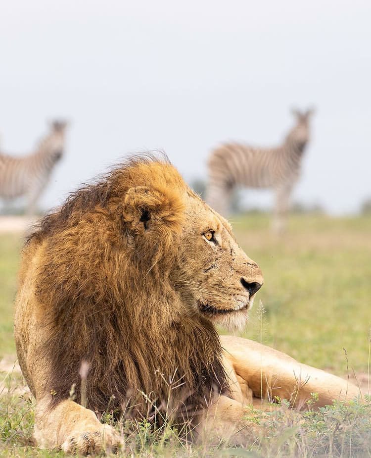 One of the Ndhzenga male lions looks across the savanna while being watched by a couple zebra