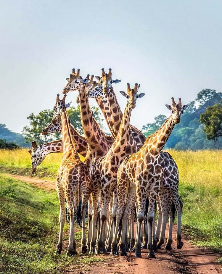 A tower of giraffes standing together in the road