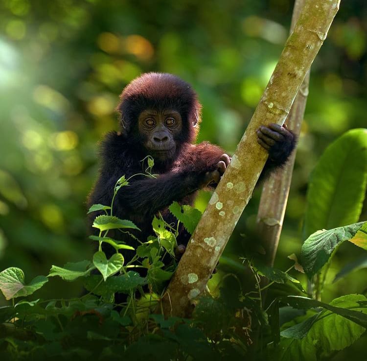 Adorable baby gorilla climbing a tree in a lush rainforest - The 12 Best Places to See Wild Animals In Uganda