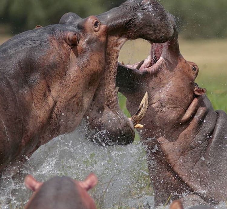 Two large hippos fighting in Murchison Falls National Park
