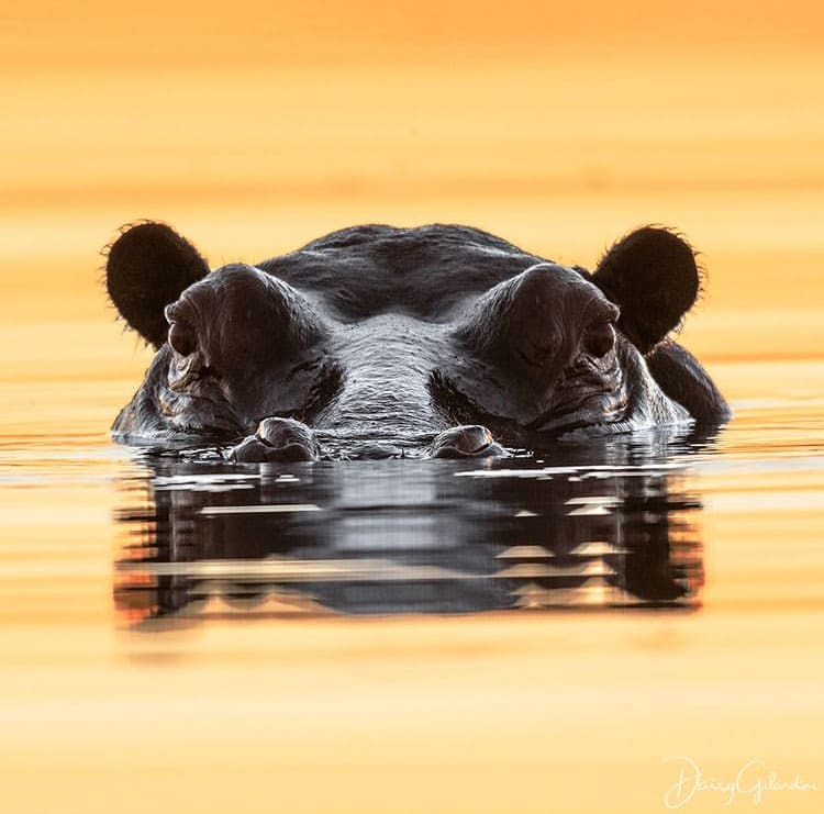 A hippo reveals its eyes and nostrils from the water - The Best Places to Go on Safari in Botswana